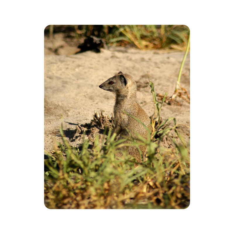 ماوس پد اطلس آبی طرح حیوان دم عصایی مدل T1957