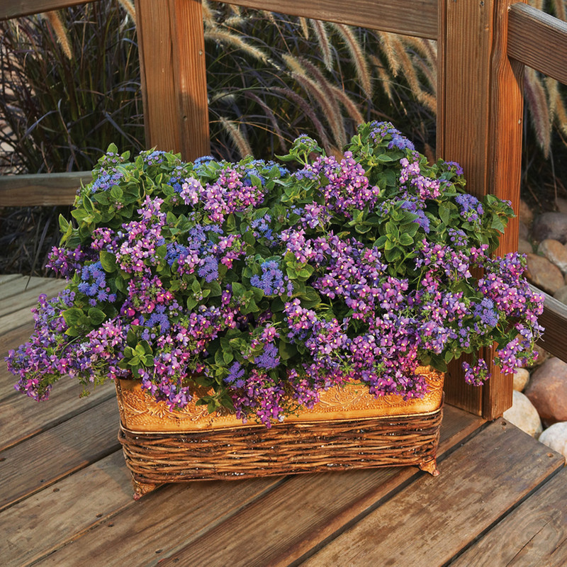 بذر گل آلیسوم بنفش سانیا سید مدل ss9 بذر گل آلیسوم بنفش سانیا سید مدل ss9