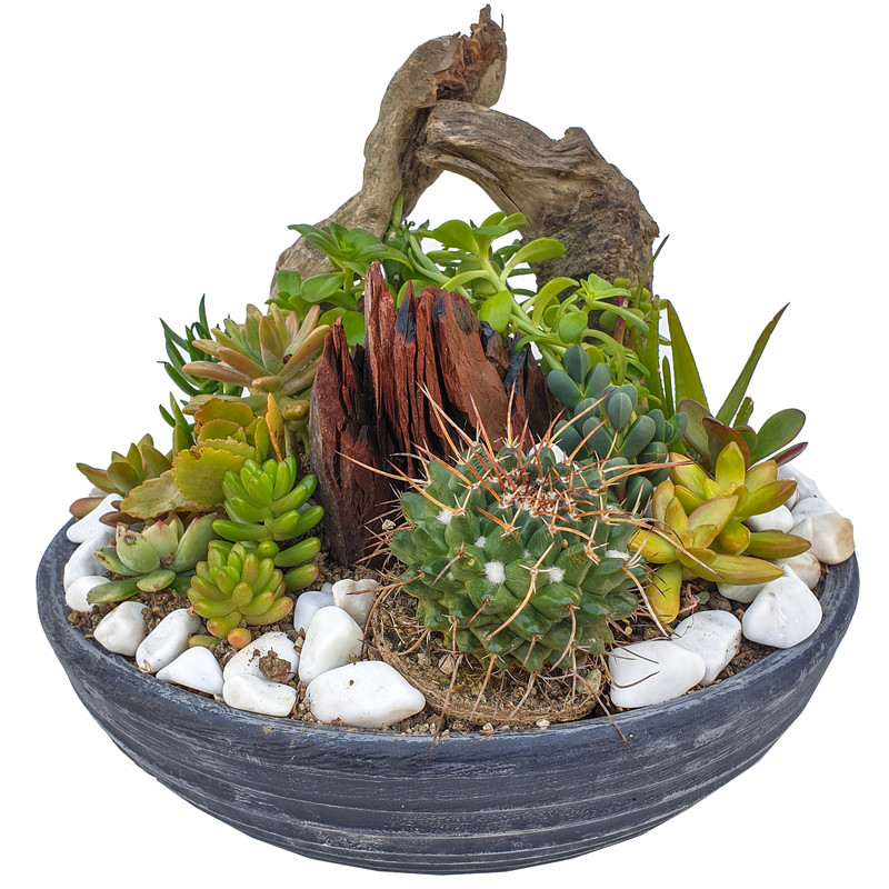 گیاه طبیعی کاکتوس مدل MK-99005 گیاه طبیعی کاکتوس مدل MK-99005