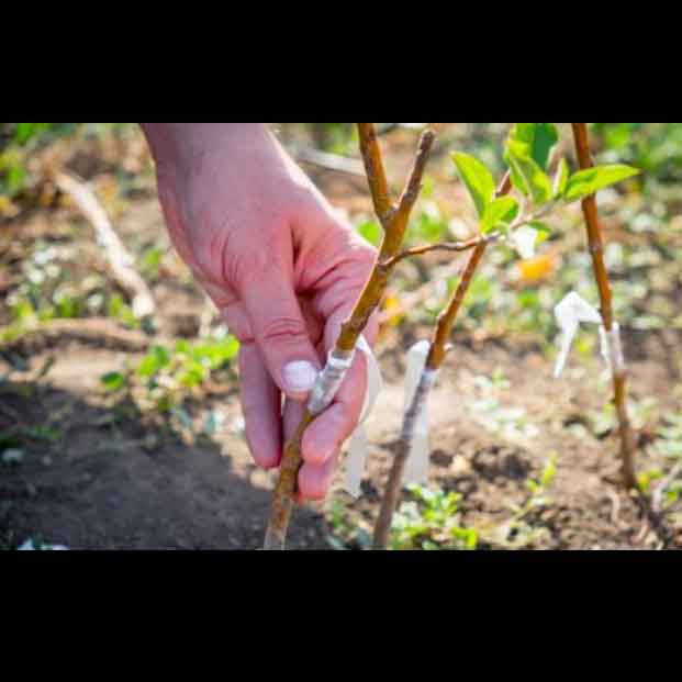 نوار پیوند مدل گلخانه ای KCO13.5cm طول 500 متر