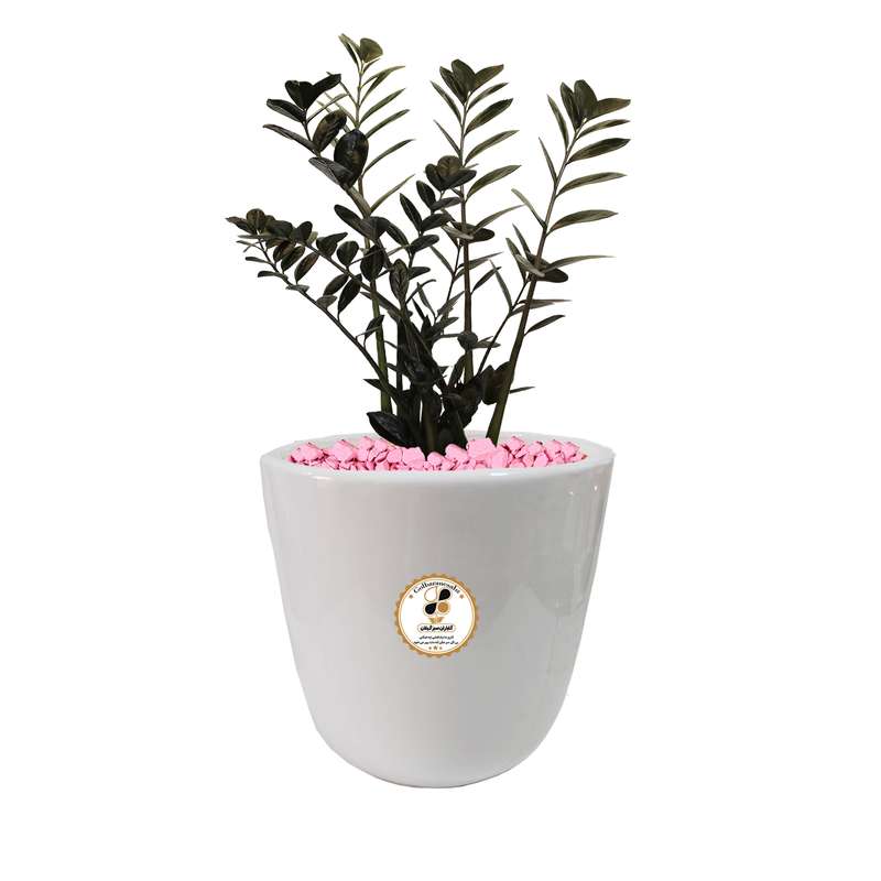 گیاه طبیعی زاموفیلیا شرکت گلباران سبز گیلان مدل GN13-18M