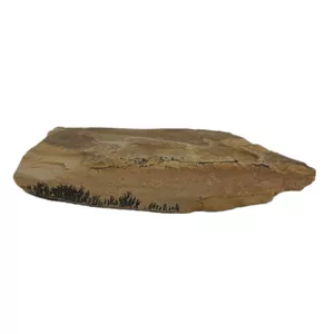 سنگ راف شجر مدل فسیلی کد 154