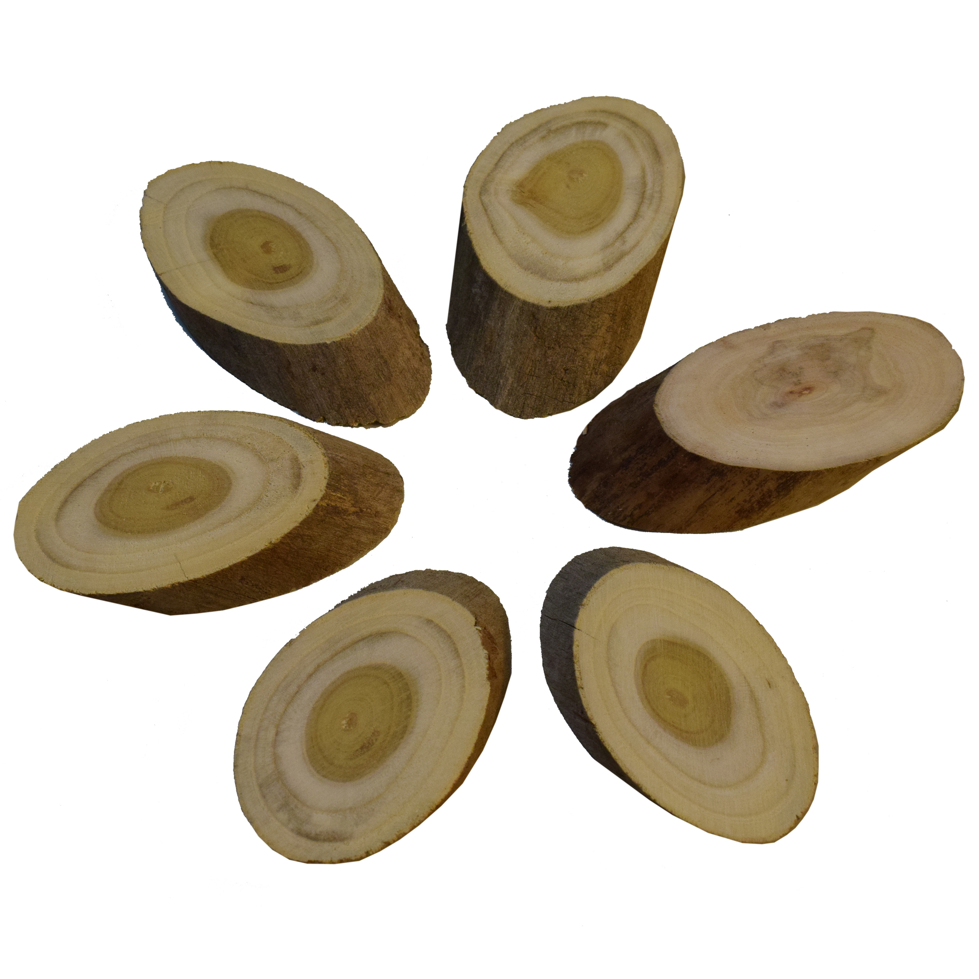 تنه درخت مدل MINI TEMPLATE 10050 بسته 6 عددی