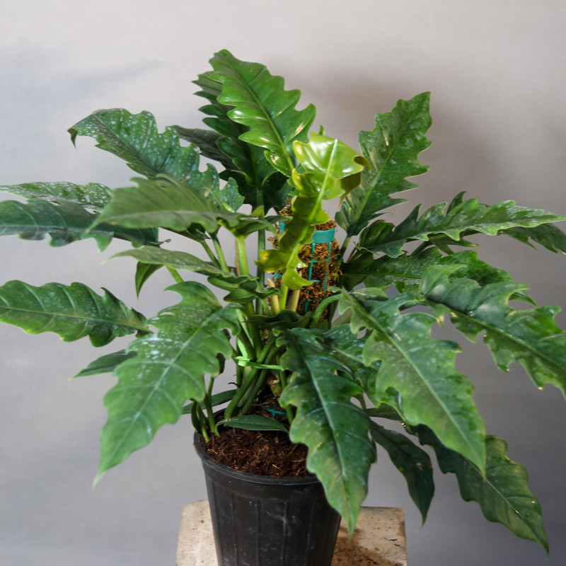 گیاه طبیعی فیلودندرون کنگره ای مدل 01