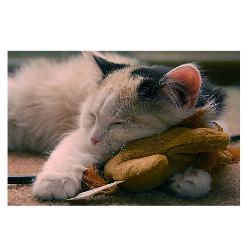 تابلو شاسی طرح گربه کد 095