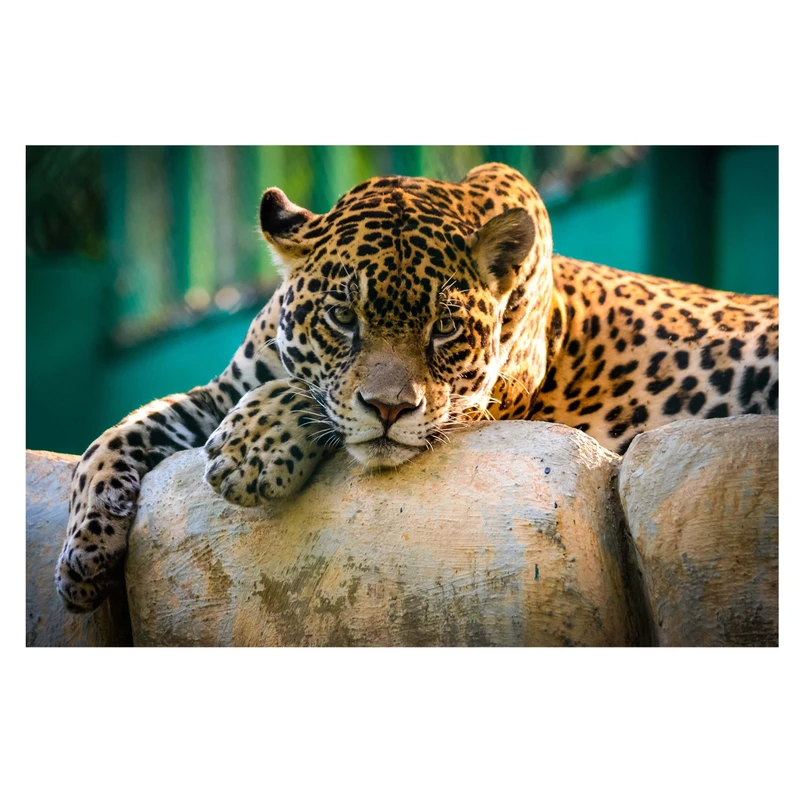 تابلو شاسی طرح پلنگ کد 097