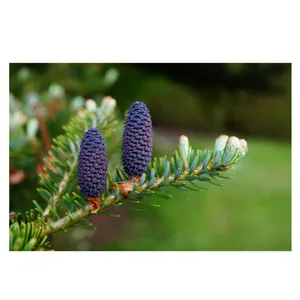 تابلو شاسی طرح برگ کد 099