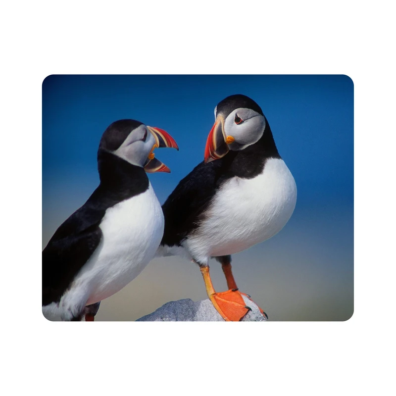 ماوس پد اطلس آبی طرح پرنده طوطی دریایی مدل T7641