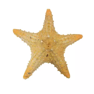 ستاره دریایی تزیینی مدل s5