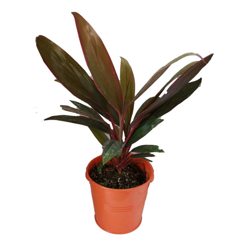 گیاه طبیعی کردلین کد uf02 گیاه طبیعی کردلین کد uf02