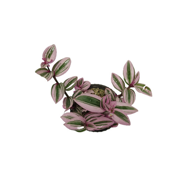 گیاه طبیعی برگ بیدی صورتی برگ پهن کد bbd01