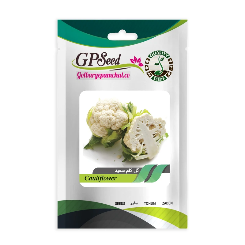 بذر گل کلم گلبرگ پامچال کد GPF-129