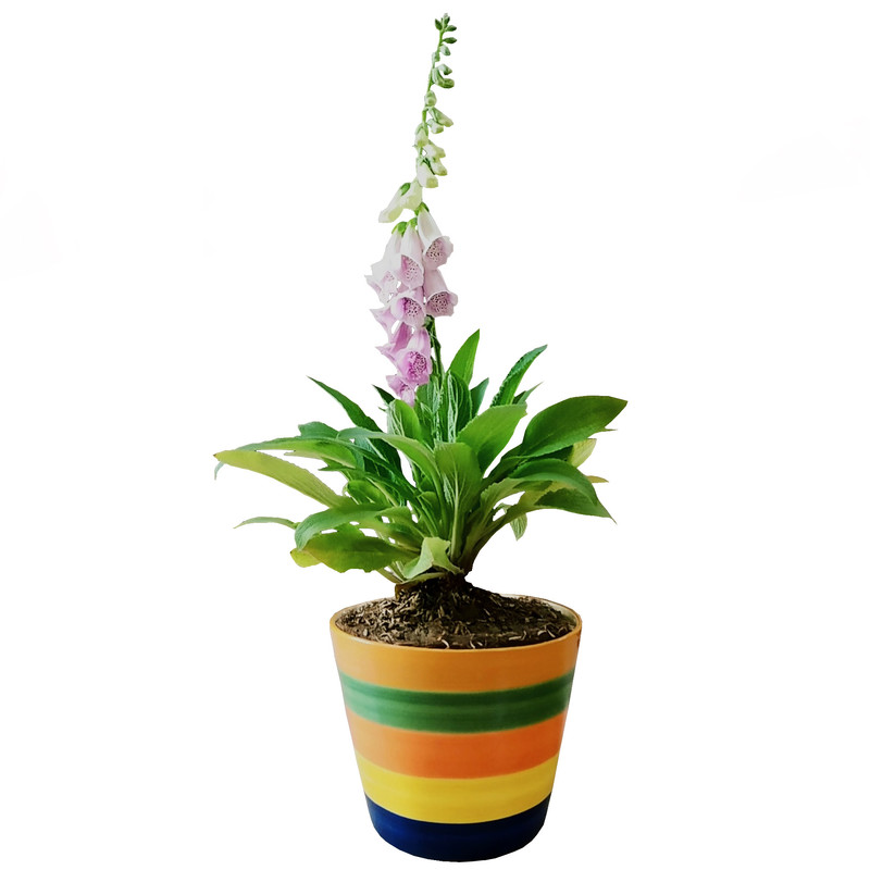 گیاه طبیعی فاکس گلو مدل D-9 گیاه طبیعی فاکس گلو مدل D-9