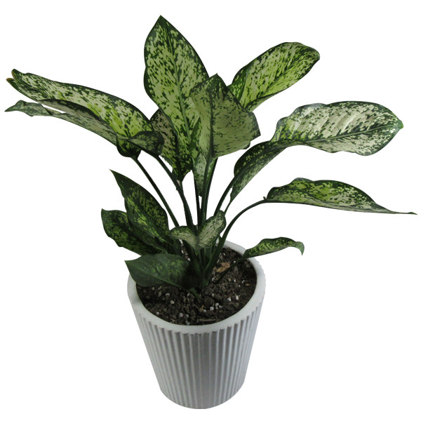 گیاه طبیعی آگلونما کد AB - M01 گیاه طبیعی آگلونما کد AB - M01