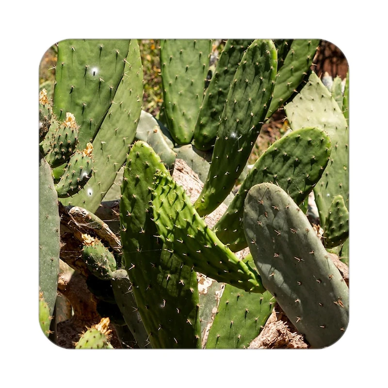 زیر لیوانی کاکتی طرح گل مدل mp16631