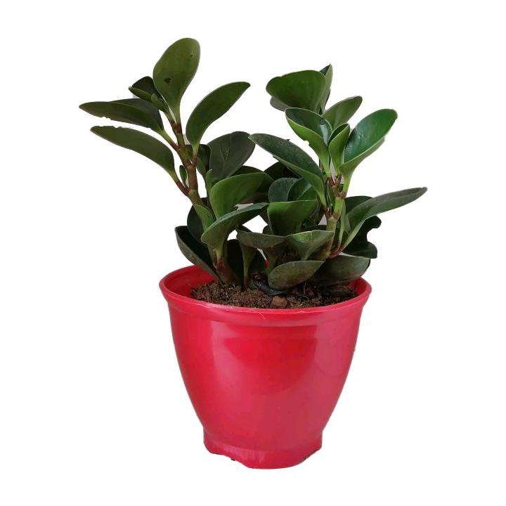 گیاه طبیعی قاشقی کد ep01 گیاه طبیعی قاشقی کد ep01