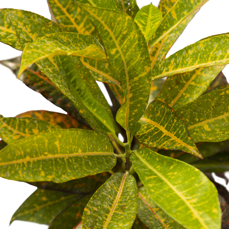 گیاه آپارتمانی کروتن ملکی گاردن مدل MG01