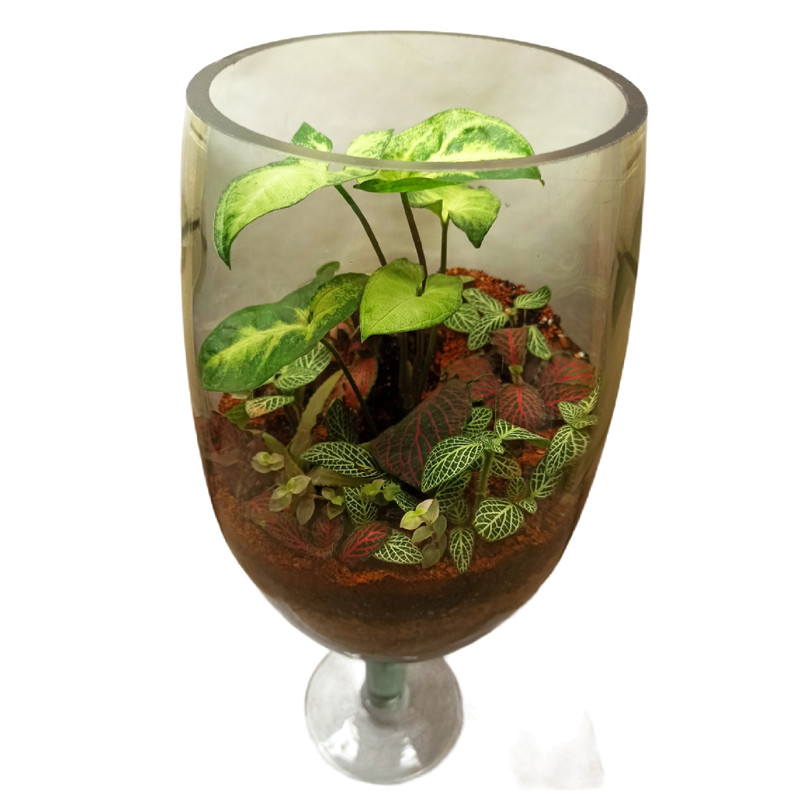 تراریوم گیاه طبیعی کد 103 تراریوم گیاه طبیعی کد 103