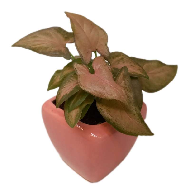 گیاه طبیعی سینگونیوم کد 0089 گیاه طبیعی سینگونیوم کد 0089