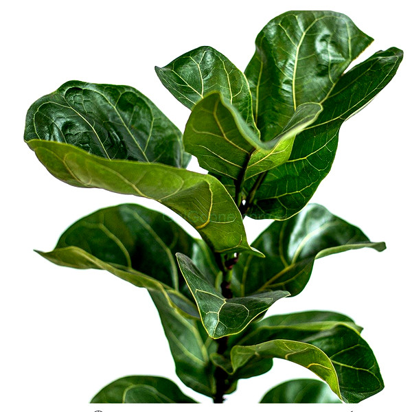 گیاه طبیعی فیکوس لیراتا آفریقایی تافکو مدل مینیاتوری کد s1