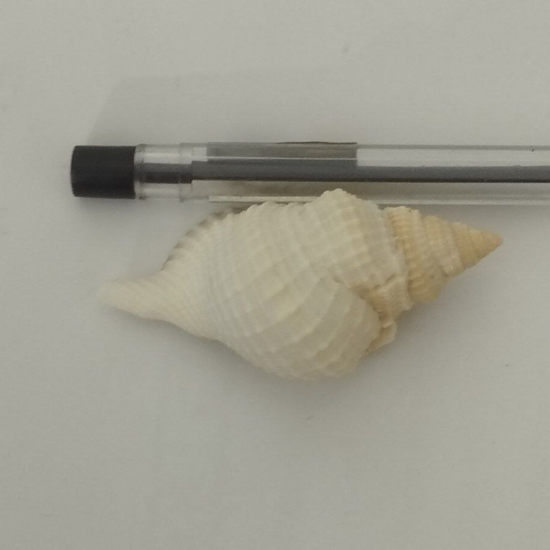 صدف تزئینی آکواریوم مدل C03 بسته 4 عددی