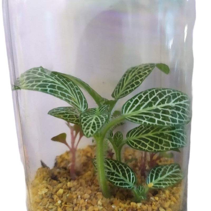 تراریوم گیاه طبیعی کد 101