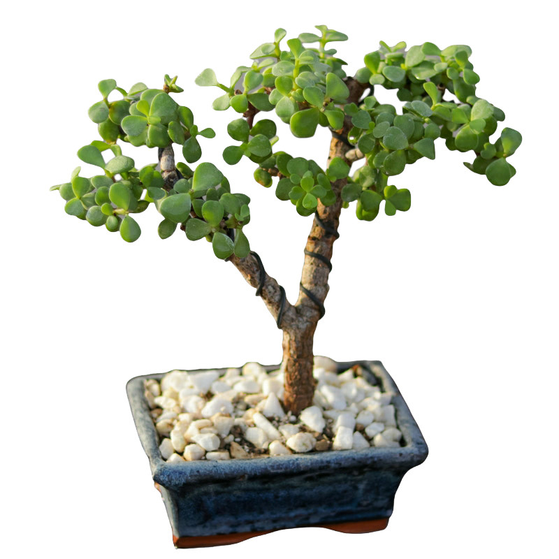 گیاه طبیعی بونسای جید مدل j250 گیاه طبیعی بونسای جید مدل j250