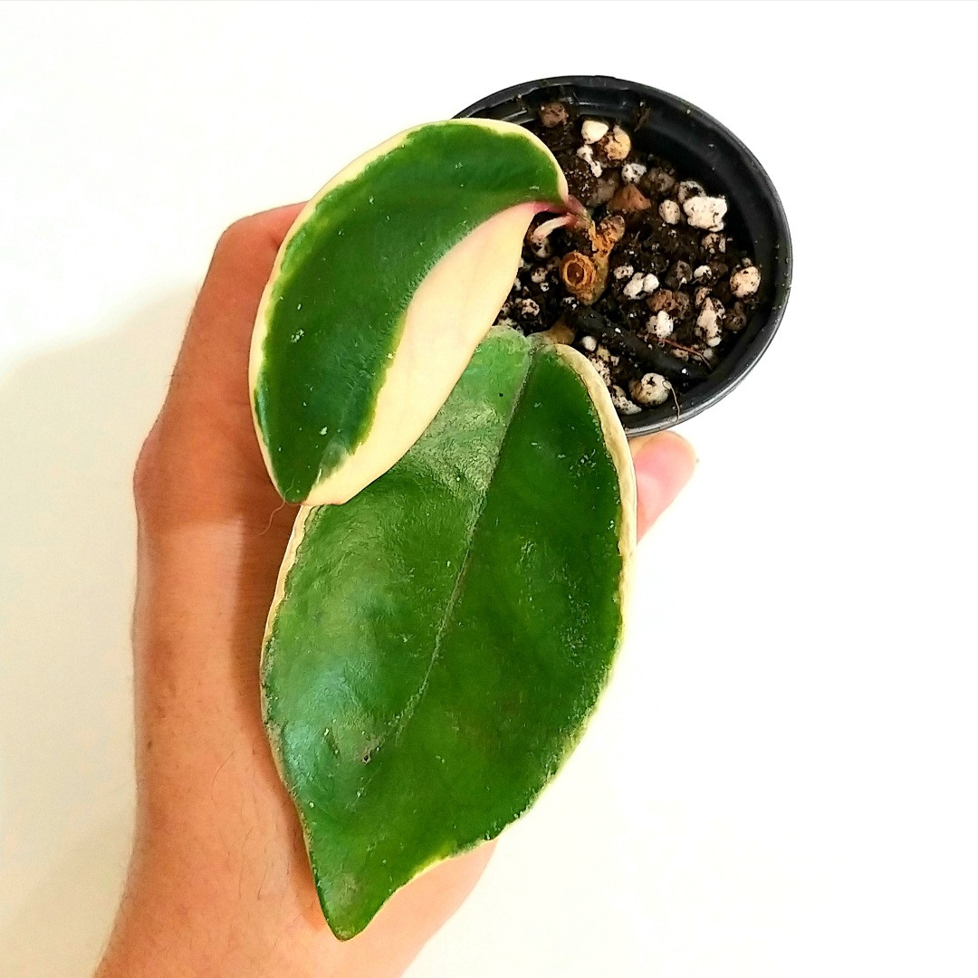 گل طبیعی هویا مدل کریمسون کوئین گل طبیعی هویا مدل کریمسون کوئین