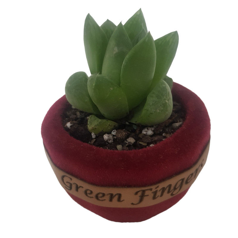 گیاه طبیعی هاورتیا شیشه ای مدل 2022271