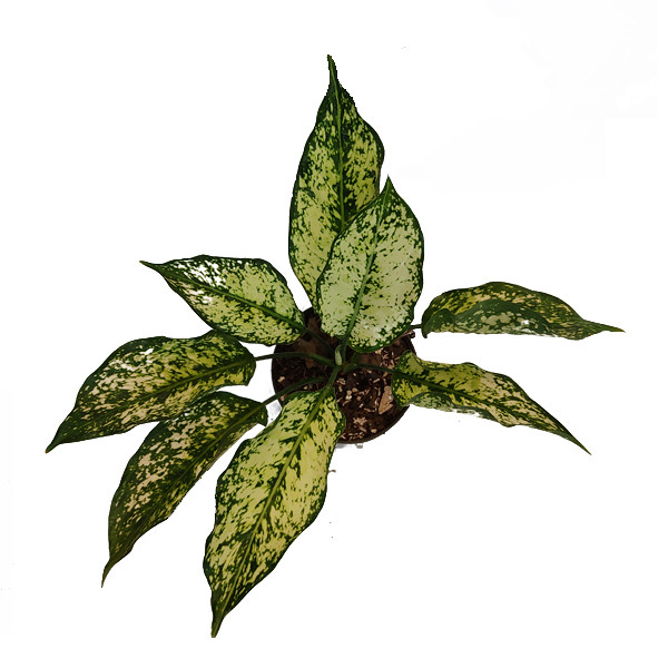 گیاه طبیعی اگلونما کد aglo01