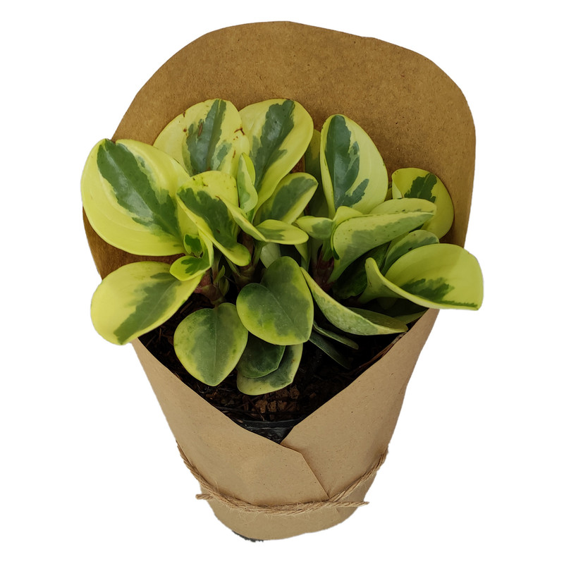 گیاه طبیعی قاشقی کد yt7