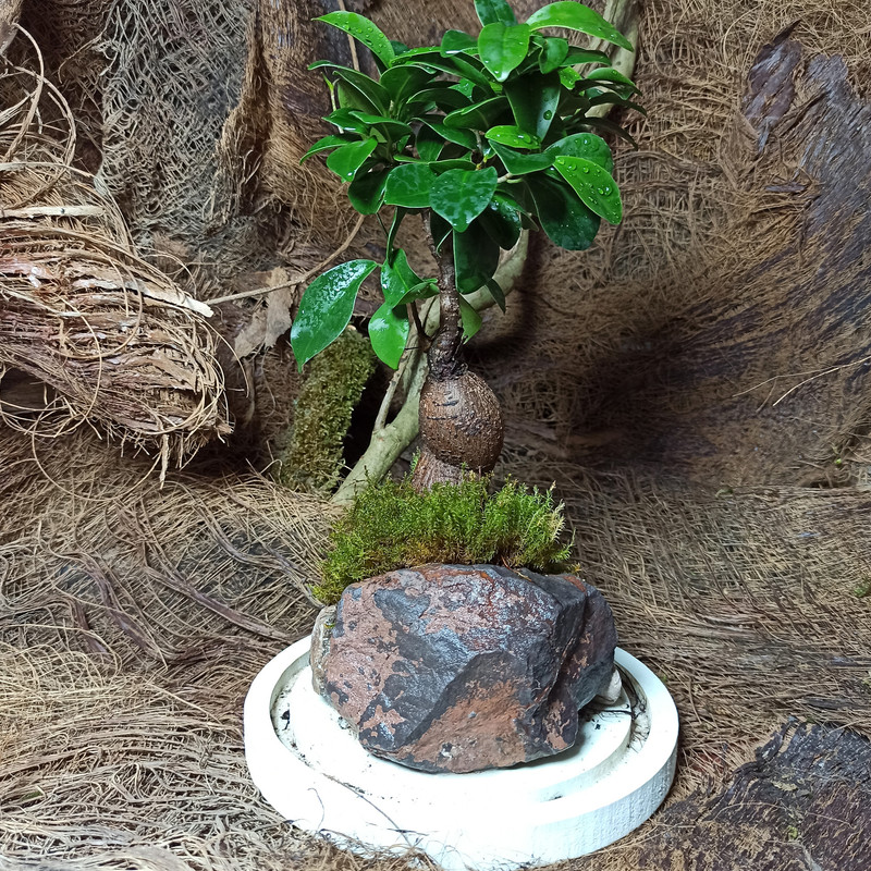 گیاه طبیعی بنسای جینسینگ مدل تراریوم