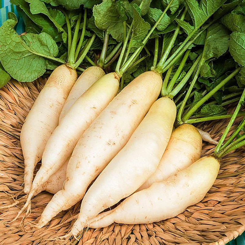 بذر ترب سفید کشیده وانیا سید مدل T20