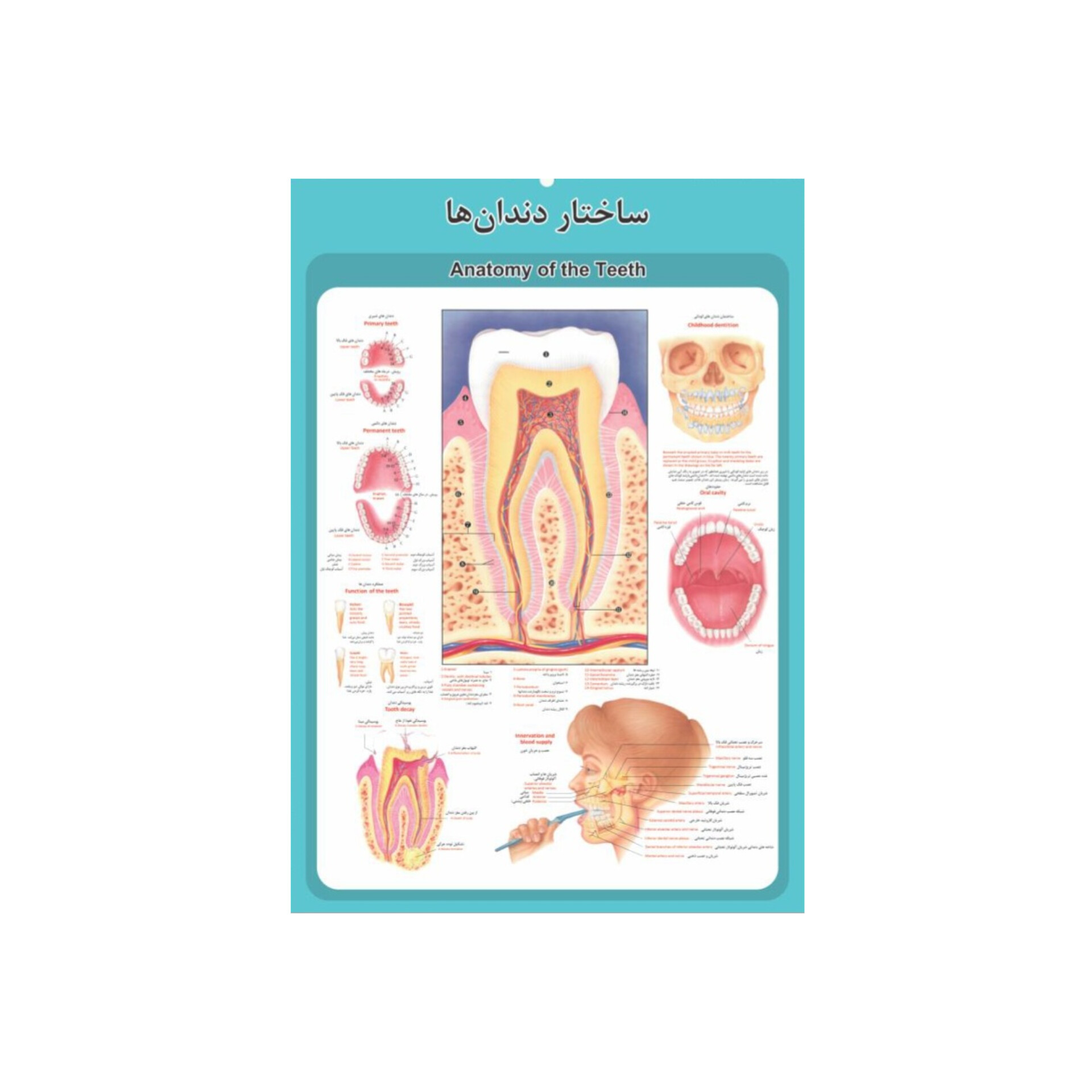 پوستر آموزشی مدل آناتومی ساختار دندان ها