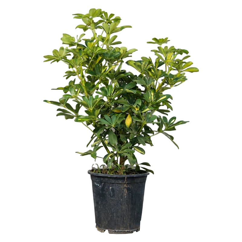 گیاه طبیعی شفلرا مدل 01