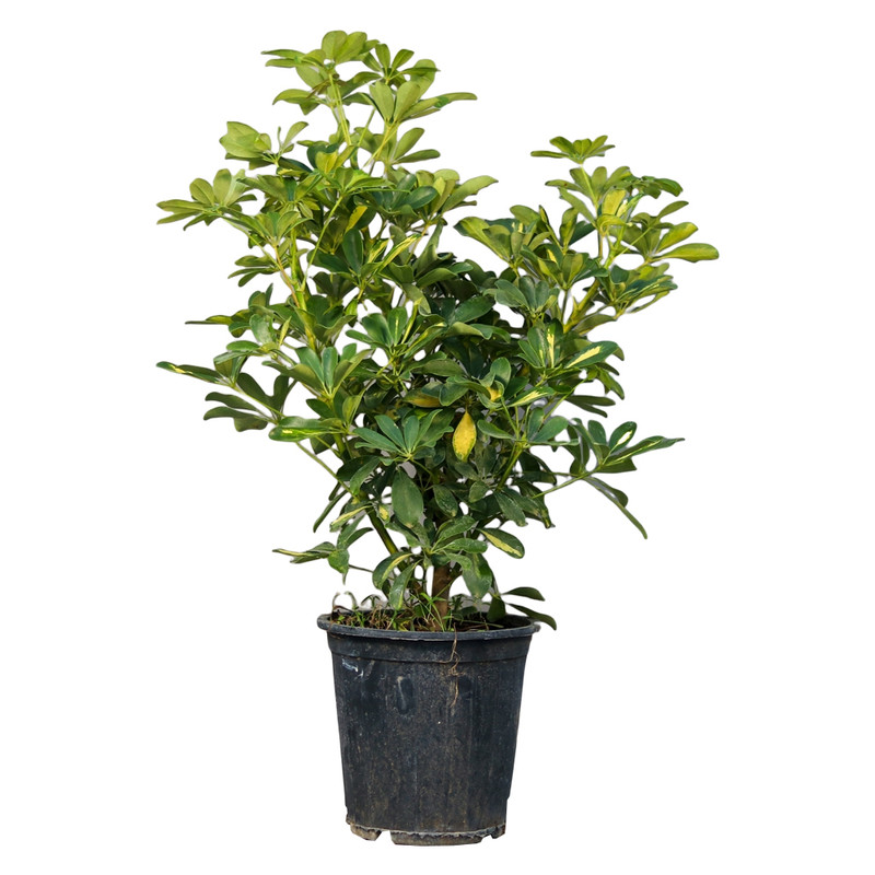 گیاه طبیعی شفلرا مدل 01 گیاه طبیعی شفلرا مدل 01