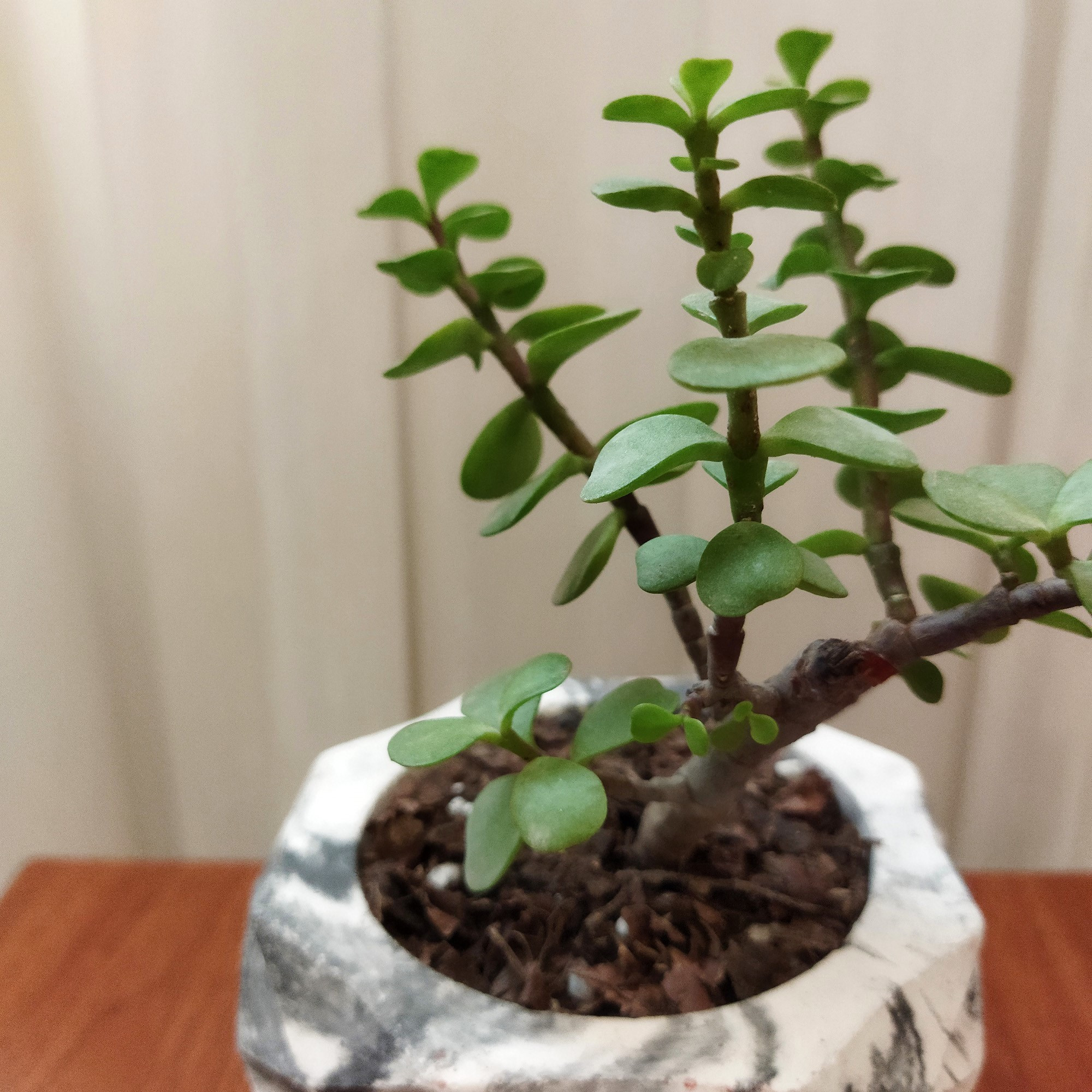 گیاه طبیعی کراسولا خرفه ای کد pg_23