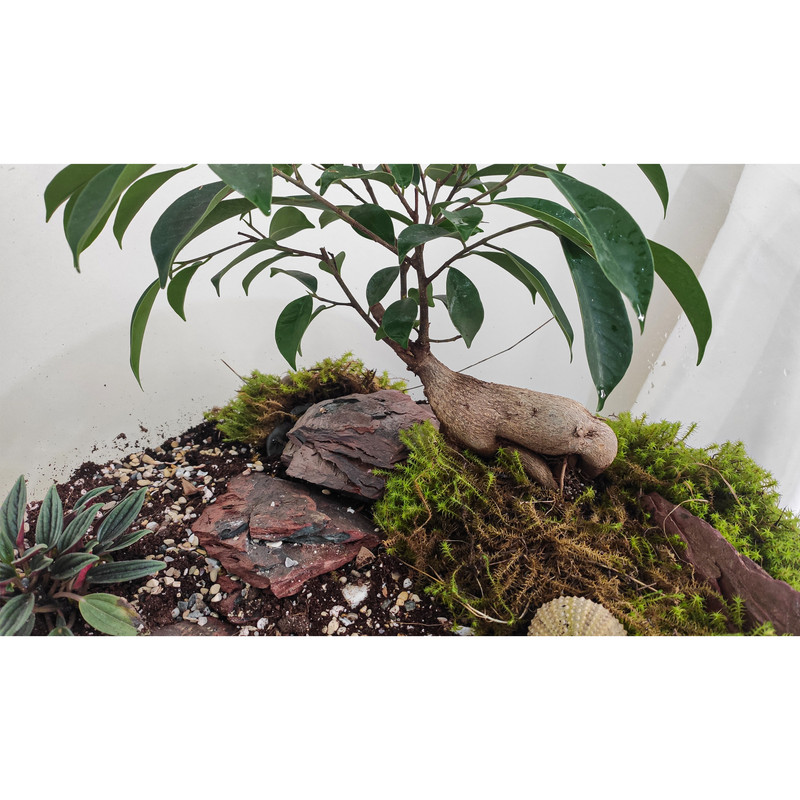 تراریوم گیاه طبیعی کد huge-7000