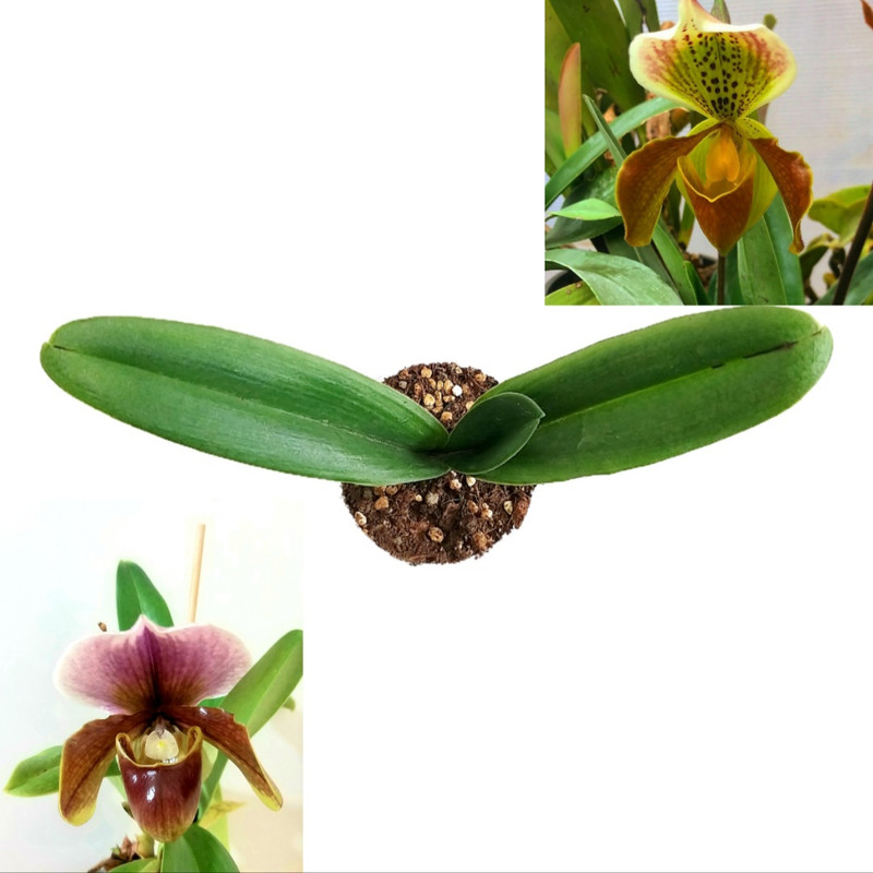 گل طبیعی ارکیده مدل پافی گل طبیعی ارکیده مدل پافی