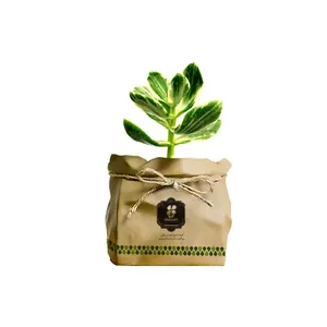 گیاه طبیعی کاکتوس کراسولا برگ ابلق گلباران سبز گیلان مدل GN13-44K