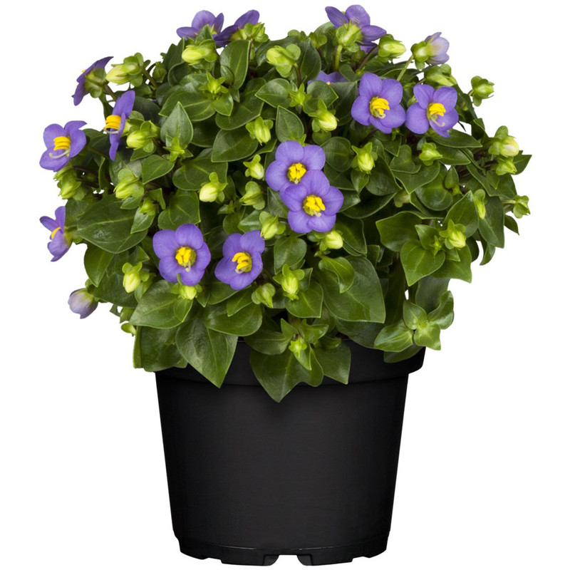 کود تقویتی مخصوص گل اکساکوم ظرافت مدل KO25855 وزن 250 گرم