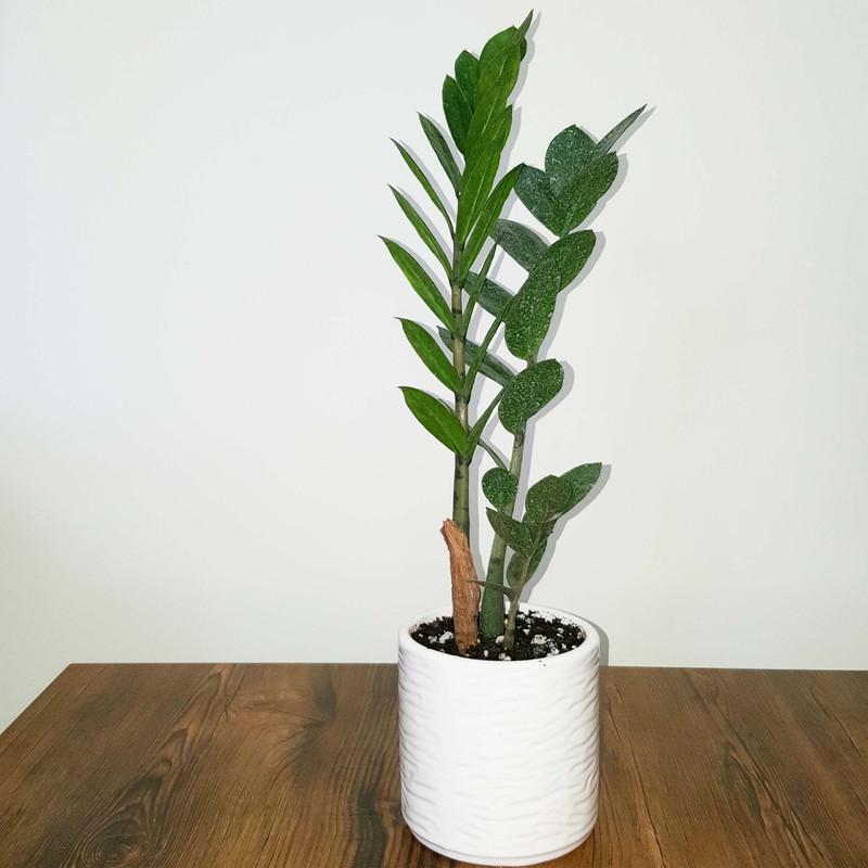 گیاه طبیعی زاموفیلیا سبز مدل هلندی گیاه طبیعی زاموفیلیا سبز مدل هلندی