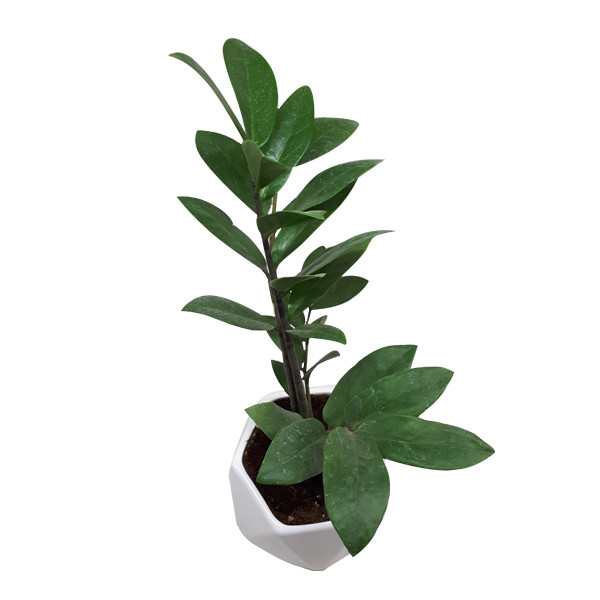 گیاه طبیعی زاموفیلیا کد S - M03 گیاه طبیعی زاموفیلیا کد S - M03