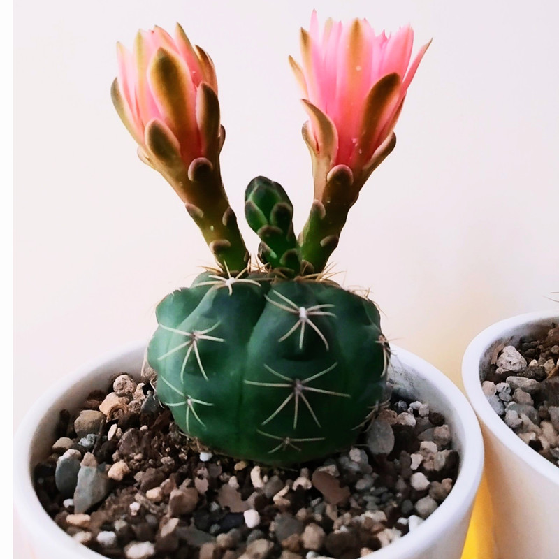 گیاه طبیعی کاکتوس مدل C-47 مجموعه 2 عددی گیاه طبیعی کاکتوس مدل C-47 مجموعه 2 عددی