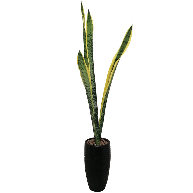 گیاه طبیعی سانسوریا شمشیری مدل ابلق