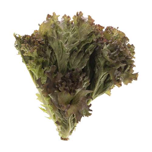 کاهو فرانسوی لولو رزا مقدار 0.15 کیلوگرم