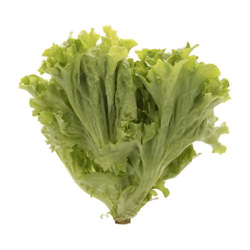 کاهو فرانسوی لولو بیوندا مقدار 0.600 کیلوگرم