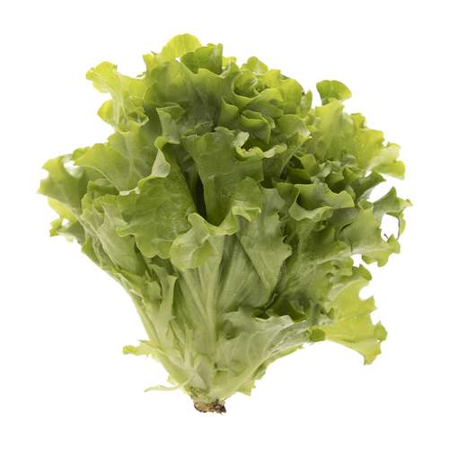 کاهو فرانسوی باتاویا مقدار 0.15 کیلوگرم