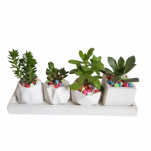 گیاه طبیعی ساکولنت و کاکتوس  کد 8 مجموعه 4 عددی