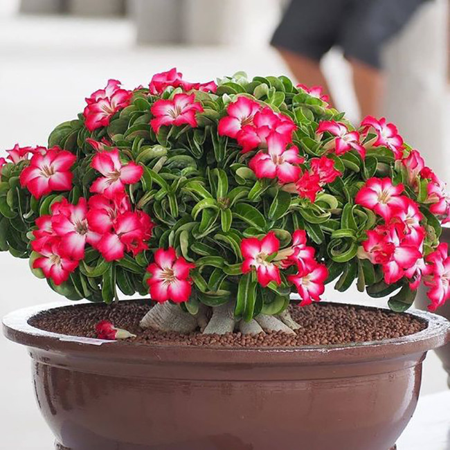 بذر بنسای آدنیوم آبسوم سانیا سید مدل SS41 بذر بنسای آدنیوم آبسوم سانیا سید مدل SS41